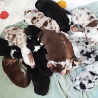 Magnifique chiots berger australien à réserver