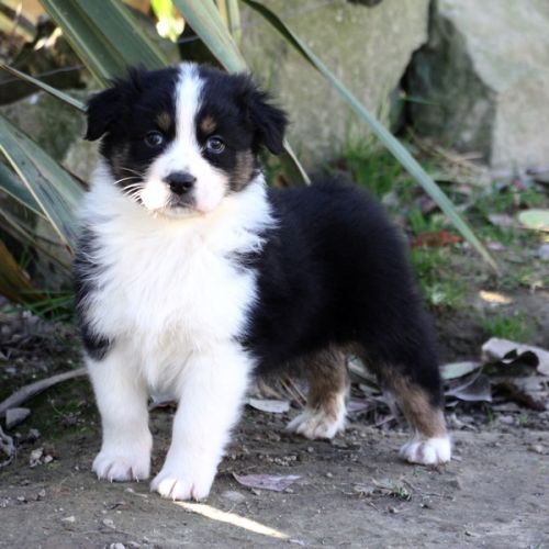 Magnifiques chiots berger australien #2
