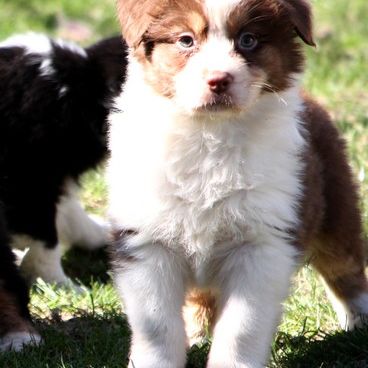 Magnifiques chiots berger australien #4