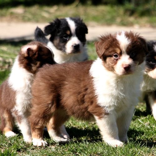 Magnifiques chiots berger australien #5