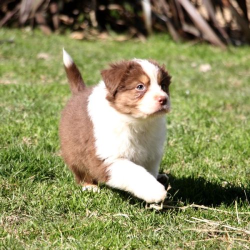 Magnifiques chiots berger australien #6