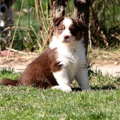 Magnifiques chiots berger australien #7