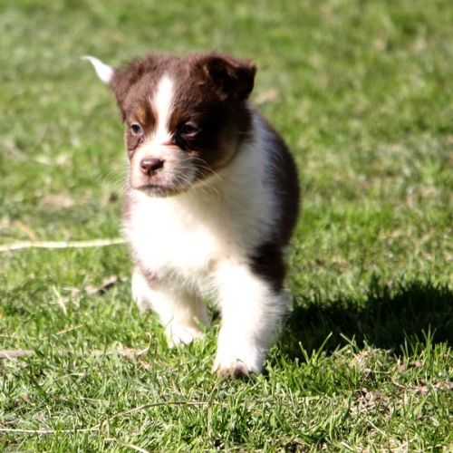 Magnifiques chiots berger australien #8