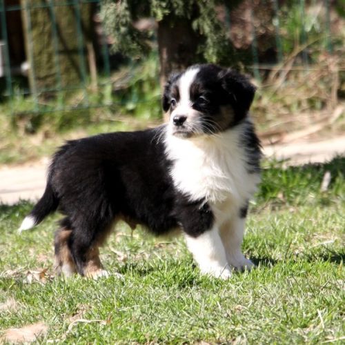 Magnifiques chiots berger australien #9