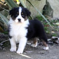 Magnifiques chiots berger australien #2