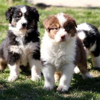 Magnifiques chiots berger australien #3