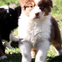 Magnifiques chiots berger australien #4