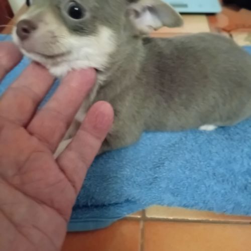 Chiots chihuahua a réserver #1