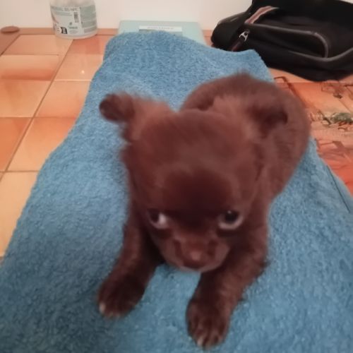 Chiots chihuahua a réserver