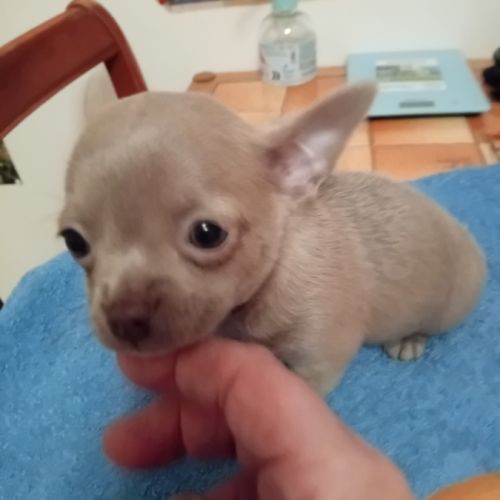 Chiots chihuahua a réserver #3