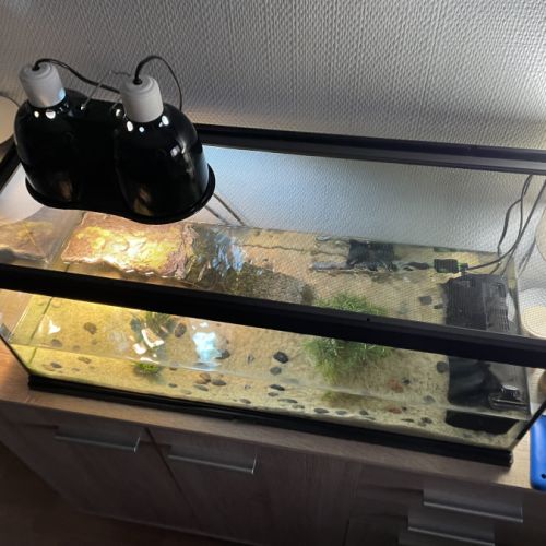 Tortue pelomedusa #1