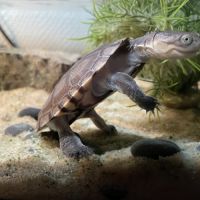 Tortue pelomedusa #0