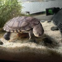 Tortue pelomedusa #3
