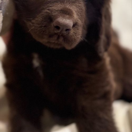 Magnifiques chiots terre-neuve chocolat lof #1