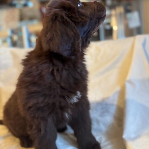 Magnifiques chiots terre-neuve chocolat lof #2