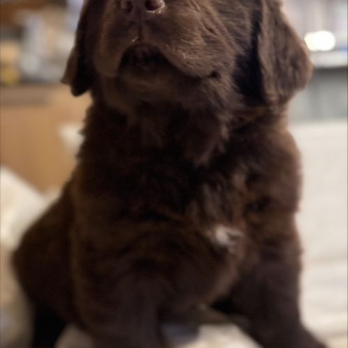 Magnifiques chiots terre-neuve chocolat lof #4