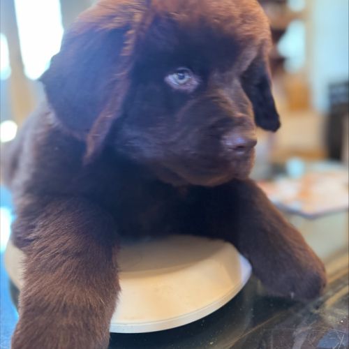 Magnifiques chiots terre-neuve chocolat lof #5