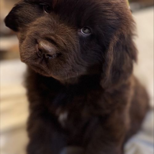 Magnifiques chiots terre-neuve chocolat lof #7