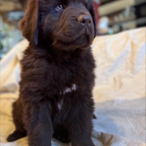 Magnifiques chiots terre-neuve chocolat lof #8