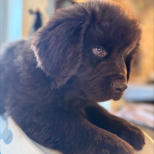 Magnifiques chiots terre-neuve chocolat lof #9