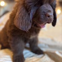 Magnifiques chiots terre-neuve chocolat lof #0