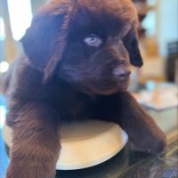 Magnifiques chiots terre-neuve chocolat lof #5