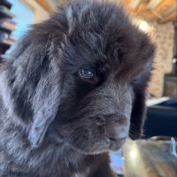 Magnifiques chiots terre-neuve chocolat lof #6