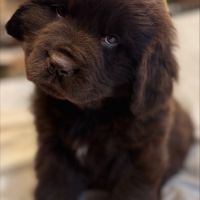 Magnifiques chiots terre-neuve chocolat lof #7