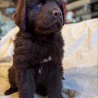 Magnifiques chiots terre-neuve chocolat lof #8