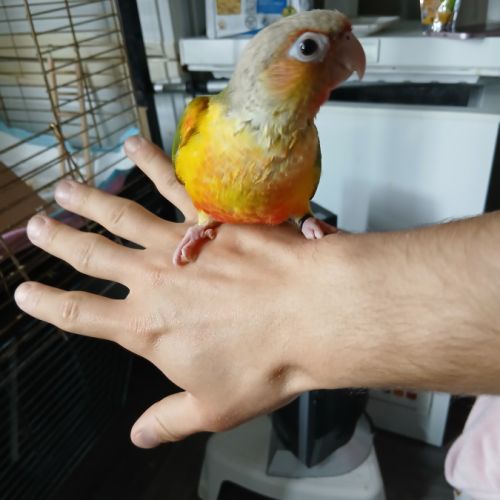 Petit perroquet pyrrhura molinea #1