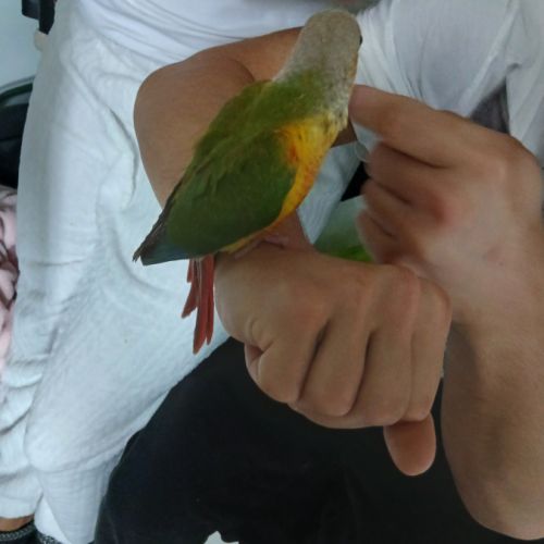 Petit perroquet pyrrhura molinea #2