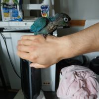 Petit perroquet pyrrhura molinea #0