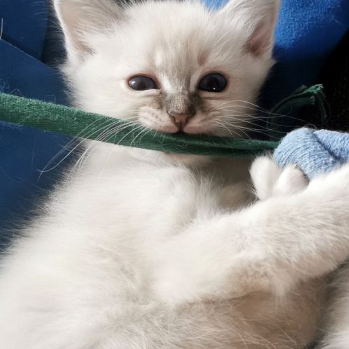 Magnifiques chatons sacrés de birmanie loof #5