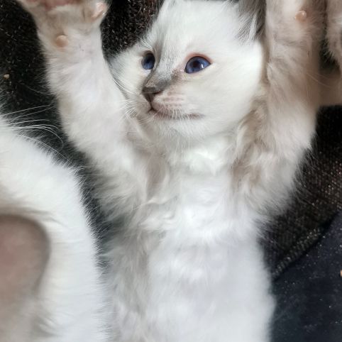 Magnifiques chatons sacrés de birmanie loof #6