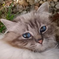 Magnifiques chatons sacrés de birmanie loof #1