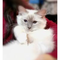 Magnifiques chatons sacrés de birmanie loof #2