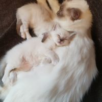 Magnifiques chatons sacrés de birmanie loof #3