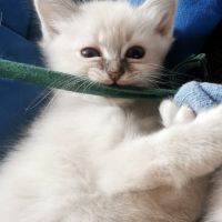 Magnifiques chatons sacrés de birmanie loof #5