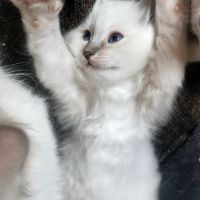 Magnifiques chatons sacrés de birmanie loof #6