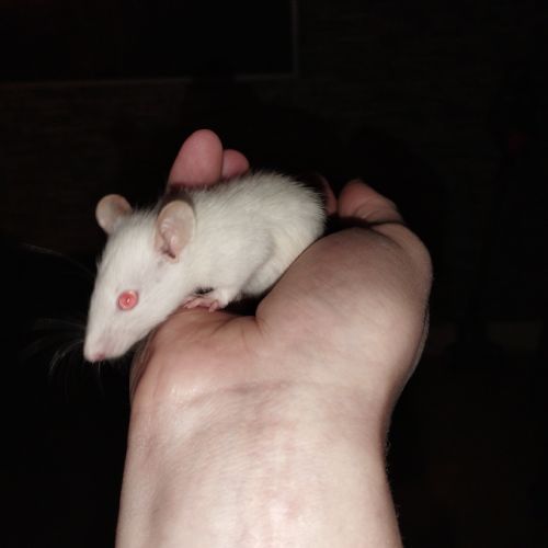 Raton a vendre #5