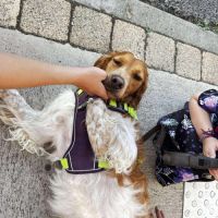 Rocky un fidèle compagnon, plein d'energie