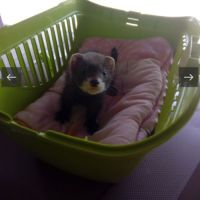 Furetons à vendre #0