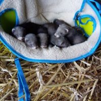 Furetons à vendre #2