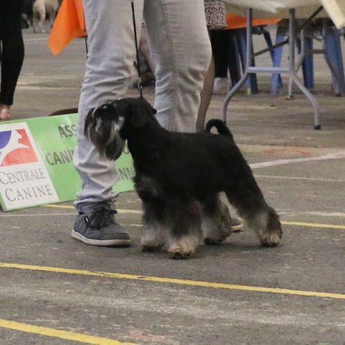 Schnauzer nain noir et argent lof #3