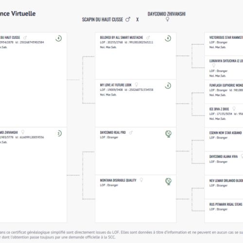 Schnauzer nain noir et argent lof #4