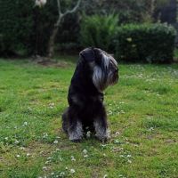 Schnauzer nain noir et argent lof #1