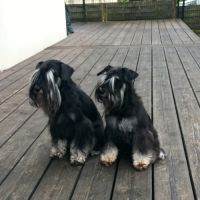 Schnauzer nain noir et argent lof #0