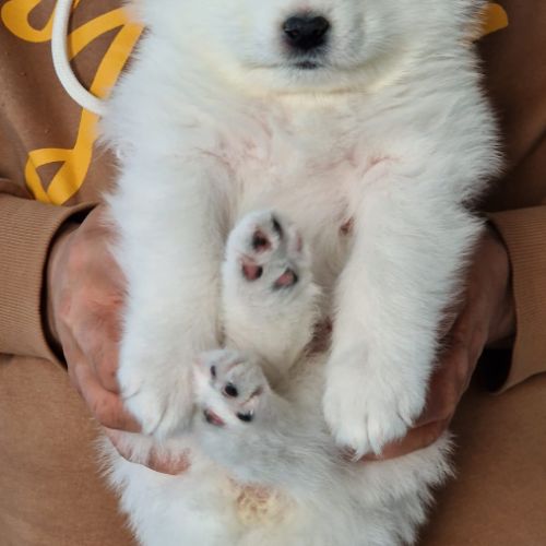 Les chiots fantastiques samoyède lof, uku