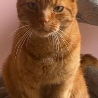 Magnifique chat roux, joueur et chasseur