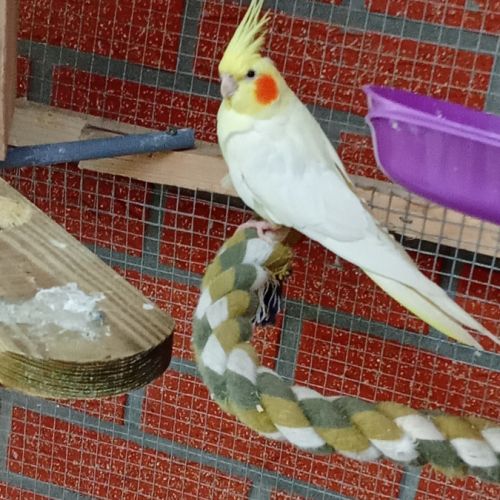 A vendre coloriste f est m #2